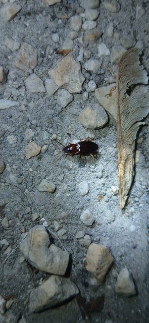 Calathus cinctus - parlagi tarfutó