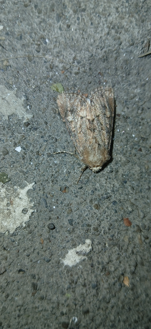 Luperina testacea - barnás szürkebagoly