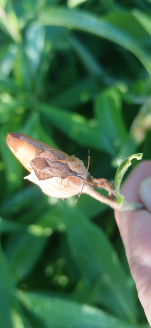 Syromastus rhombeus - vitorlás karimáspoloska