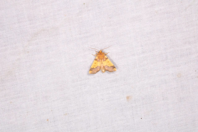 Tiliacea aurago - aranyló sárgabagoly