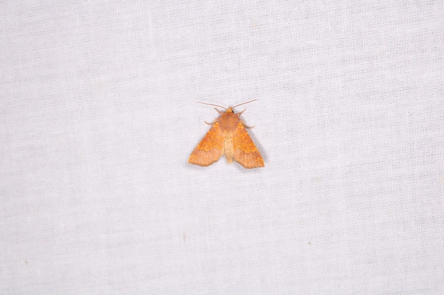 Tiliacea aurago - aranyló sárgabagoly