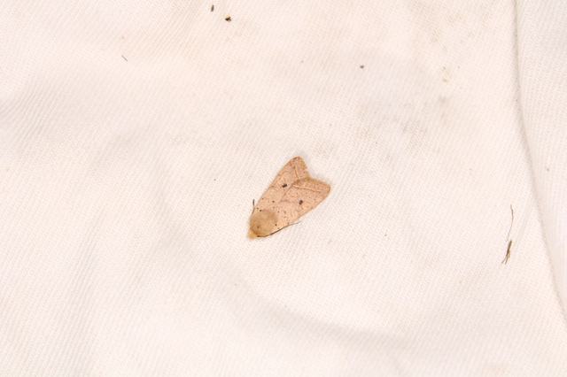 Leptologia macilenta - gyertyán-őszibagoly