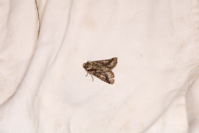 Allophyes oxyacanthae - galagonyabagoly