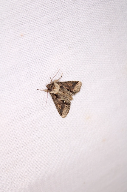 Allophyes oxyacanthae - galagonyabagoly