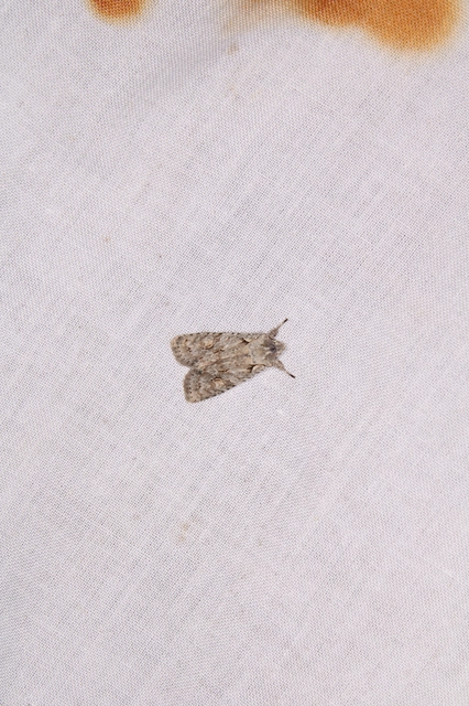 Lithophane ornitopus - közönséges fabagoly