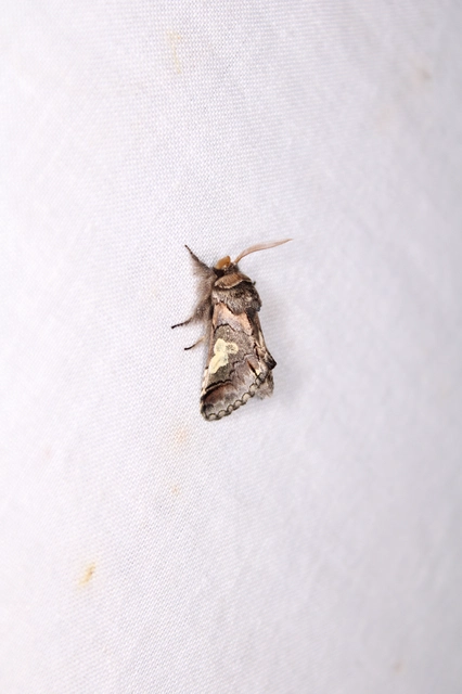 Diloba caeruleocephala - őszi kékesbagoly