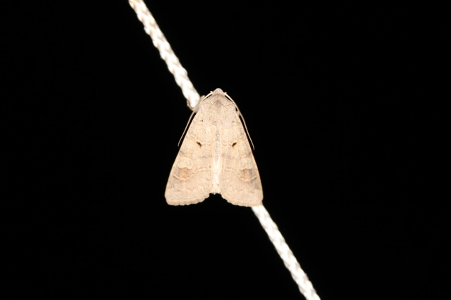Ammoconia caecimacula - szürke őszibagoly