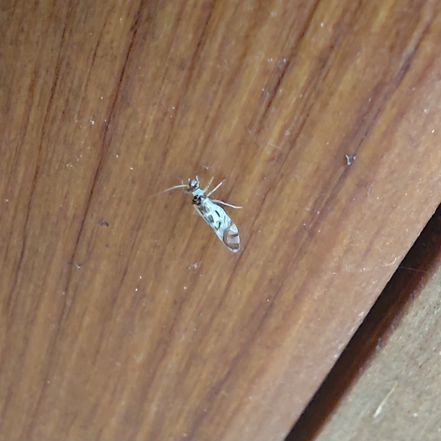 Psocoptera - Fürgetetvek
