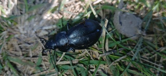 Carabus hungaricus - magyar futrinka Carabus hungaricus - magyar futrinka