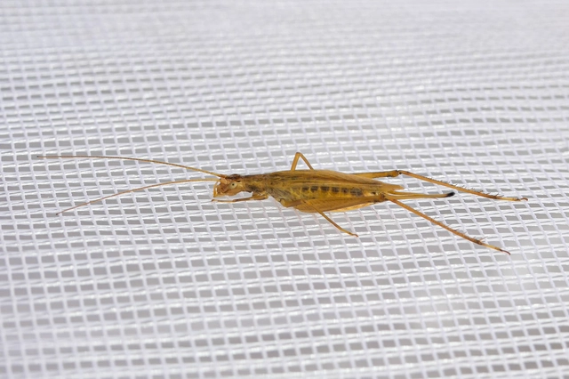 Oecanthus pellucens - pirregőtücsök