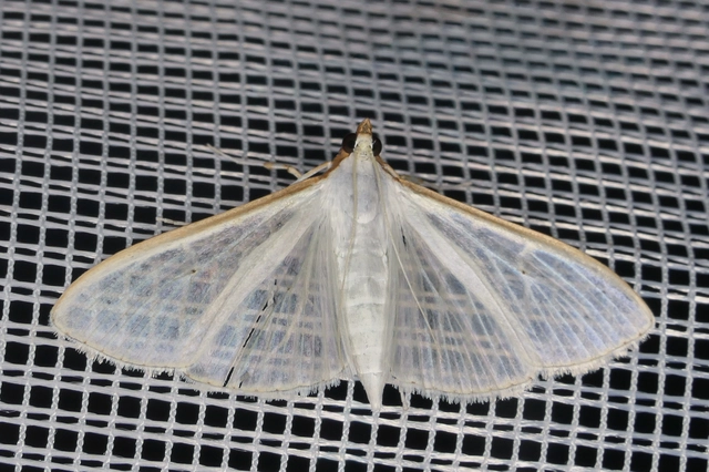 Palpita vitrealis - hófehér tűzmoly