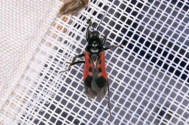 Peirates hybridus - foltos rablópoloska