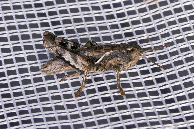 Pezotettix giornae - kis hegyisáska