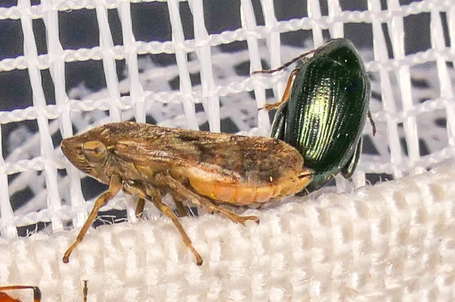 Auchenorrhyncha - Kabócák