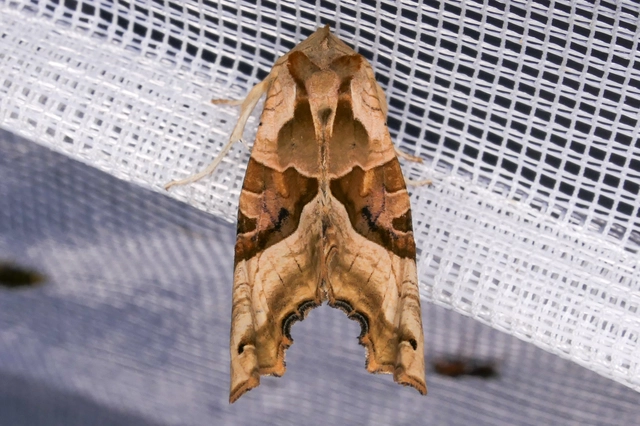 Phlogophora meticulosa - vándorló csipkésbagoly