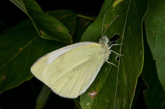 Pieris rapae - répalepke