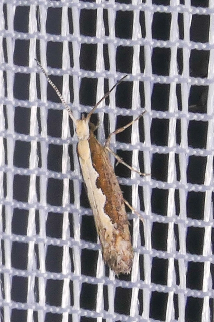 Plutella xylostella - káposztamoly