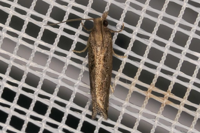 Microlepidoptera - Molylepkék