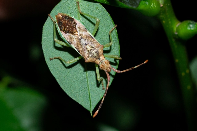 Gonocerus juniperi - boróka-karimáspoloska