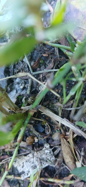 Tytthaspis sedecimpunctata - tizenhatpettyes katica