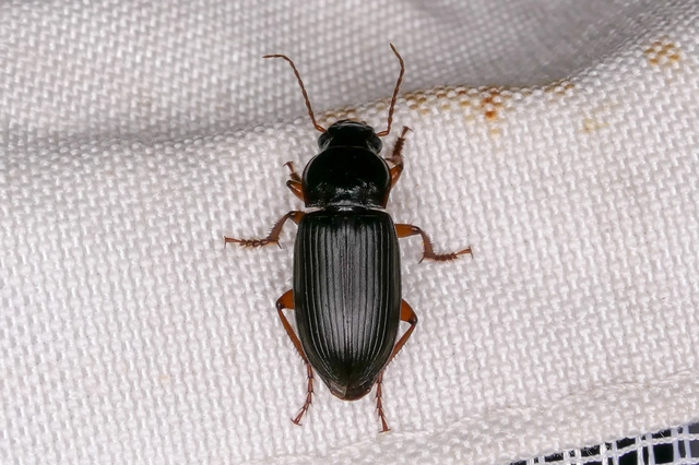 Harpalus rufipes - nagy selymesfutó