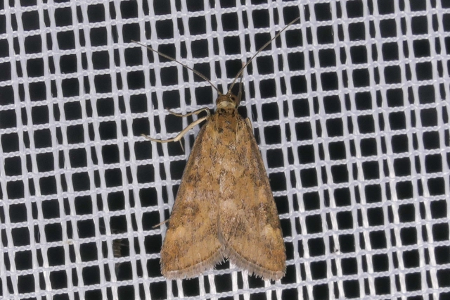Pyrausta despicata - réti bíbormoly