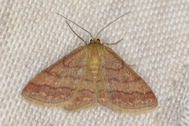 Scopula rubiginata - réti pirosaraszoló