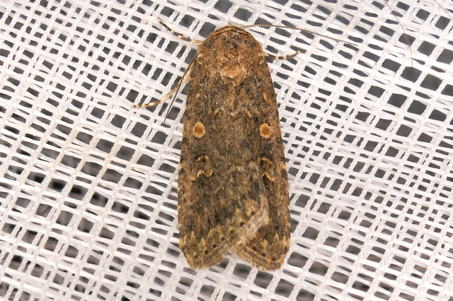 Spodoptera exigua - apró jegyesbagoly