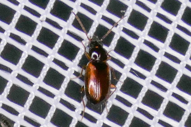 Trechus quadristriatus - közönséges fürgefutonc