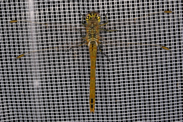 Sympetrum fonscolombii - vándor katona-szitakötő