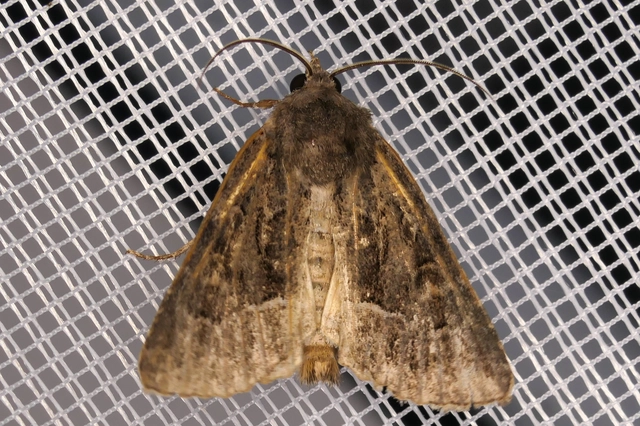 Thalpophila matura - fakó erdeibagoly