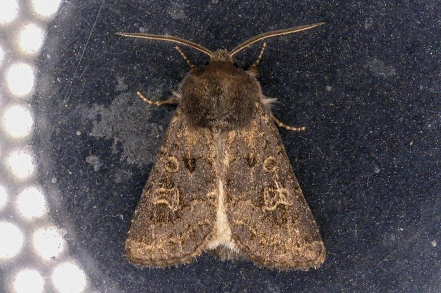 Tholera cespitis - sötét fésűsbagoly