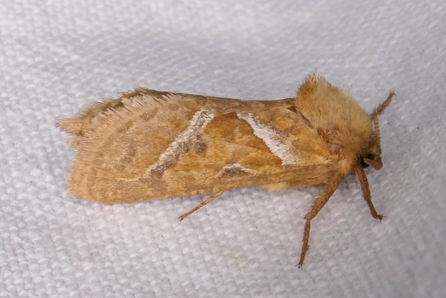 Triodia sylvina - kis gyökérrágólepke