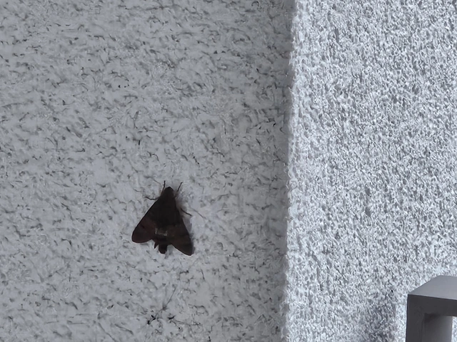Macroglossum stellatarum - kacsafarkú szender