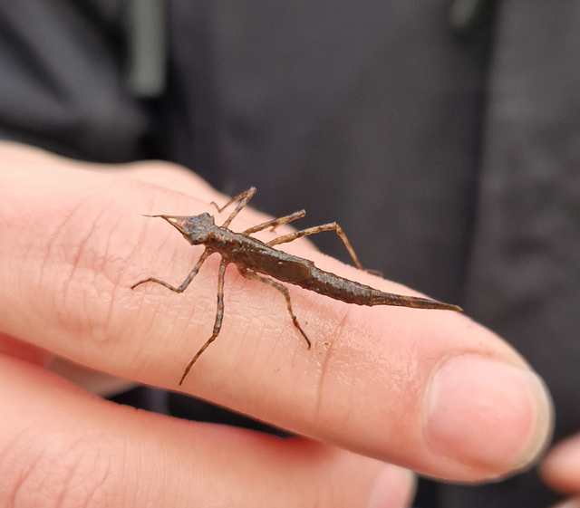 Calopteryx virgo - kisasszony-szitakötő