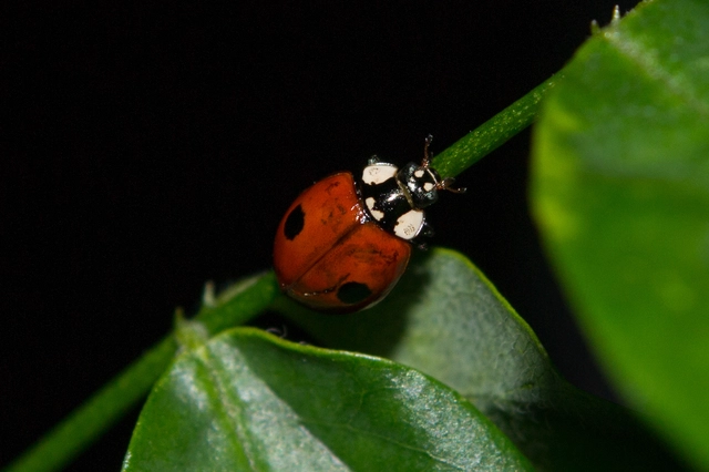 Adalia bipunctata - kétpettyes katica