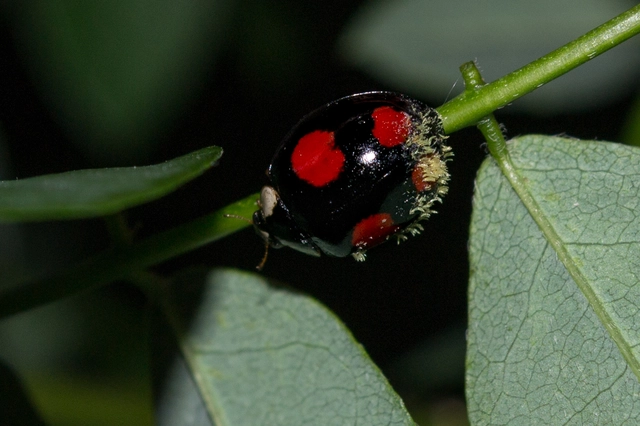 Harmonia axyridis - harlekinkatica