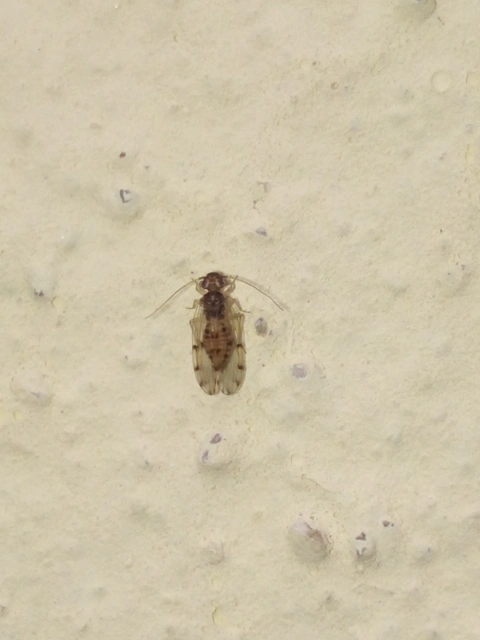 Psocoptera - Fürgetetvek