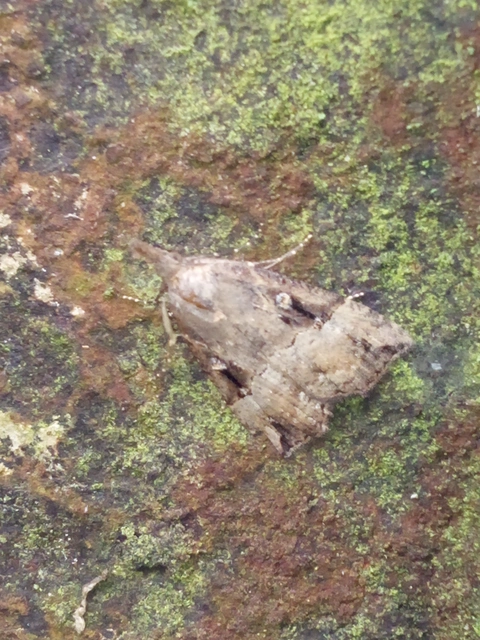 Hypena rostralis - közönséges karcsúbagoly
