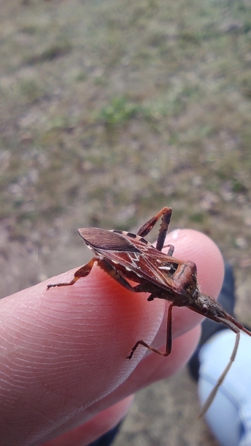 Leptoglossus occidentalis - nyugati levéllábú poloska Leptoglossus occidentalis - nyugati levéllábú poloska