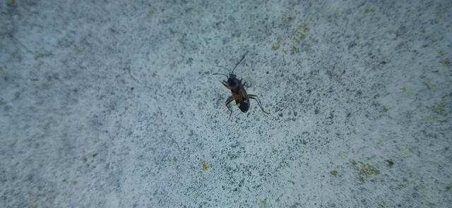 Beosus quadripunctatus - pettyes homokibodobács