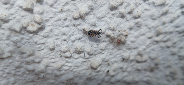 Raglius alboacuminatus - tarka díszesbodobács