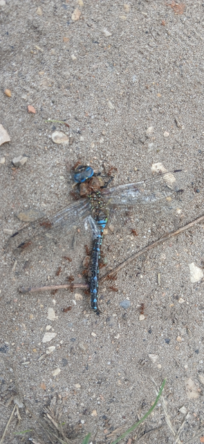 Aeshna mixta - kései karcsúacsa