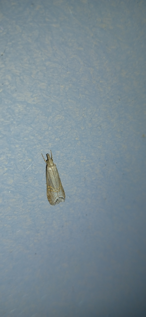 Euchromius ocellea - ezüstcsíkos mozaikmoly