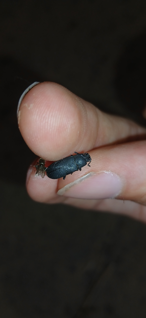 Cryphaeus cornutus - szarvas gyászbogár