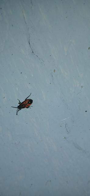 Melanocoryphus tristrami