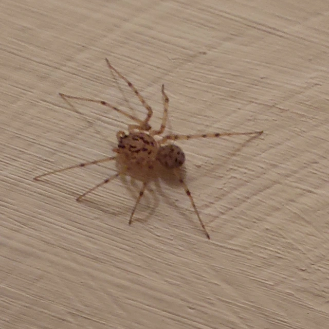 Scytodes thoracica - közönséges csupaszpók