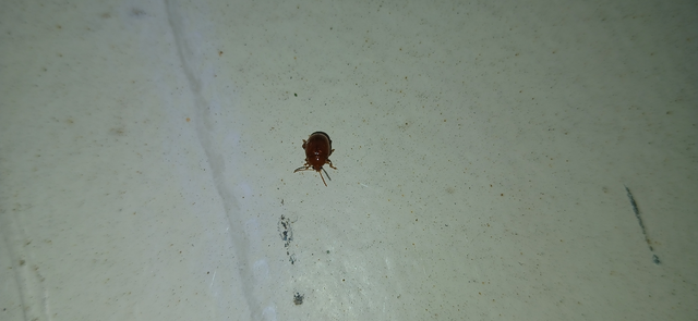 Sphaeroderma