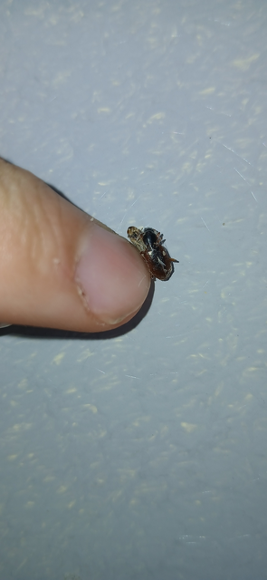 Agonum thoreyi - hosszúnyakú kisfutó Agonum thoreyi - hosszúnyakú kisfutó