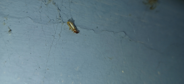 Paradromius longiceps - hosszúfejű kéregfutó